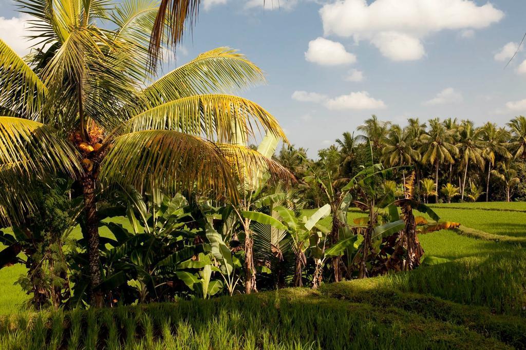 Puri Bebengan Bungalows Ubud Buitenkant foto